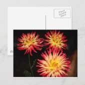 Briefkaart van Red en Yellow Dahlia (Voorkant / Achterkant)