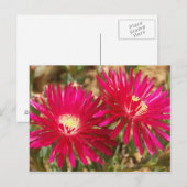 Briefkaart van Red Fig Marigold (Voorkant / Achterkant)