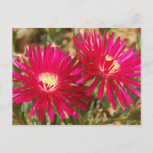 Briefkaart van Red Fig Marigold