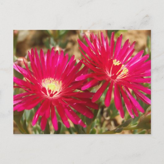 Briefkaart van Red Fig Marigold (Voorkant)