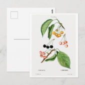 BRIEFKAART VAN REDOUTÉ BOTANICAL "CHERRIES" (Voorkant / Achterkant)