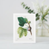 BRIEFKAART VAN REDOUTÉ BOTANICAL "FIGS" (Staand voorkant)