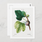 BRIEFKAART VAN REDOUTÉ BOTANICAL "FIGS" (Voorkant / Achterkant)
