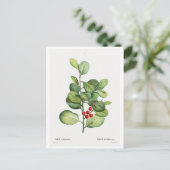 BRIEFKAART VAN REDOUTÉ BOTANICAL "ILEX MEDERIENSIS (Staand voorkant)