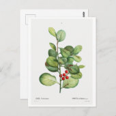 BRIEFKAART VAN REDOUTÉ BOTANICAL "ILEX MEDERIENSIS (Voorkant / Achterkant)