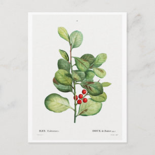 BRIEFKAART VAN REDOUTÉ BOTANICAL "ILEX MEDERIENSIS