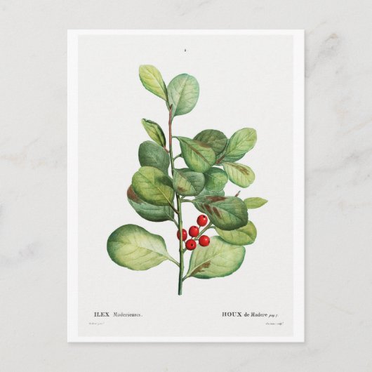 BRIEFKAART VAN REDOUTÉ BOTANICAL "ILEX MEDERIENSIS (Voorkant)