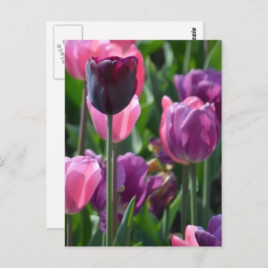 Briefkaart van roze en Paarse tulpen (Voorkant / Achterkant)