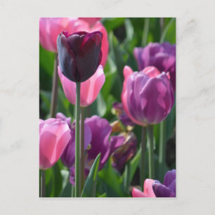 Briefkaart van roze en Paarse tulpen