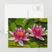 Briefkaart van roze waterlelies (Voorkant / Achterkant)