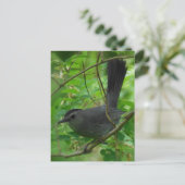 Briefkaart van runderen (Staand voorkant)