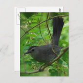 Briefkaart van runderen (Voorkant / Achterkant)