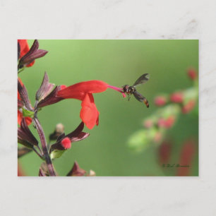 Briefkaart van Salvia en inheemse bijen