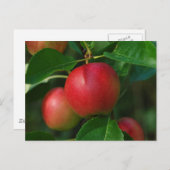 Briefkaart van samengevoegde appels (Voorkant / Achterkant)