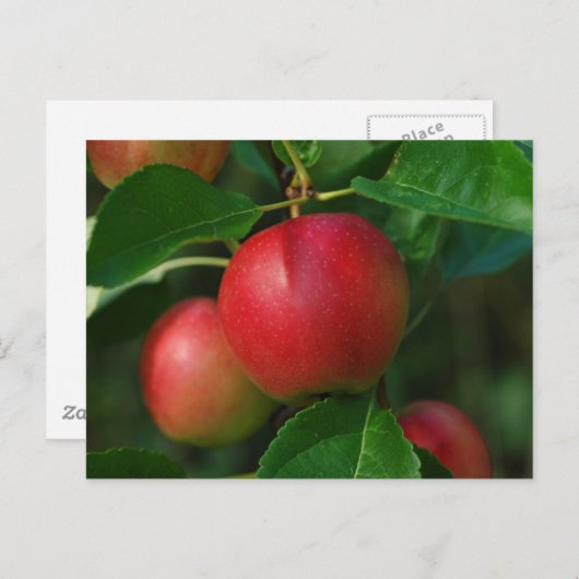 Briefkaart van samengevoegde appels (Voorkant / Achterkant)