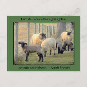 Briefkaart van schapen, Amish Proverb. Jouw tekst 