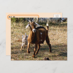 Briefkaart van Schattige geiten