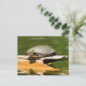 Briefkaart van schildpad (Staand voorkant)