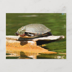 Briefkaart van schildpad