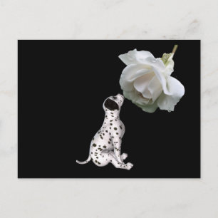 Briefkaart van schoonheidsonnocentie Dalmatian en