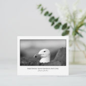 Briefkaart van Seagull Nesting (Staand voorkant)
