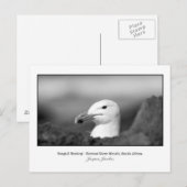 Briefkaart van Seagull Nesting (Voorkant / Achterkant)