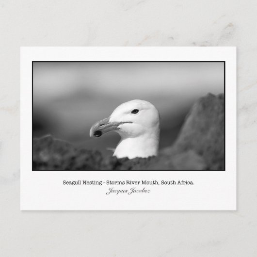 Briefkaart van Seagull Nesting (Voorkant)