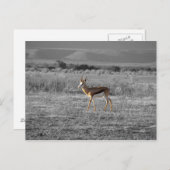 Briefkaart van Springbock (Voorkant / Achterkant)