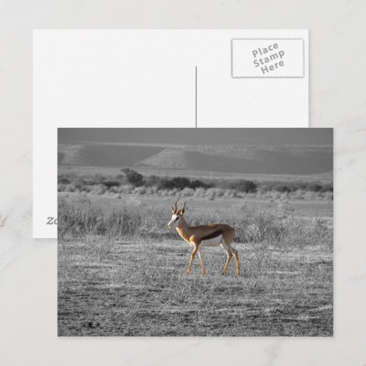 Briefkaart van Springbock (Voorkant / Achterkant)