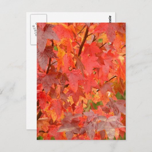 Briefkaart van suikergom (Voorkant / Achterkant)