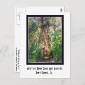 Briefkaart van suikermoer (Voorkant / Achterkant)