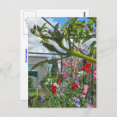 Briefkaart van Sweetpea Gala (Voorkant / Achterkant)