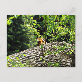 Briefkaart van Tiger Peek-a-boo