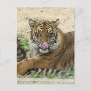 Briefkaart van tijger Cubs