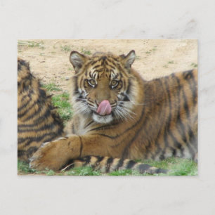 Briefkaart van tijger Cubs