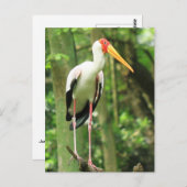 Briefkaart van tropische vogels (Voorkant / Achterkant)