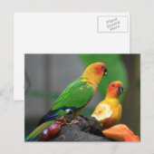 Briefkaart van tropische vogels (Voorkant / Achterkant)