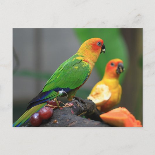 Briefkaart van tropische vogels (Voorkant)