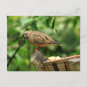 Briefkaart van tropische vogels