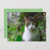 briefkaart van tuinkatten (Voorkant / Achterkant)