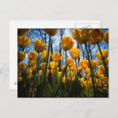 Briefkaart van tulpbloem (Voorkant / Achterkant)