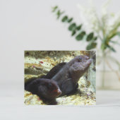 Briefkaart van twee het Jonge Palingen van de Wolf (Staand voorkant)