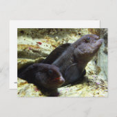 Briefkaart van twee het Jonge Palingen van de Wolf (Voorkant / Achterkant)