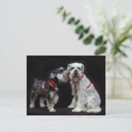 Briefkaart van Twee Schnauzers (Staand voorkant)