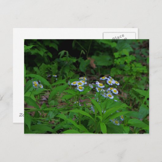 Briefkaart van ventilatorventilator (Voorkant / Achterkant)