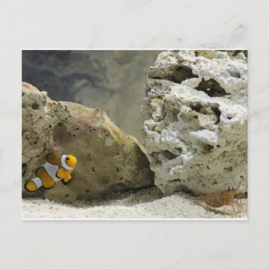 Briefkaart van vis en garnaal (Voorkant)