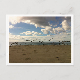 Briefkaart van vliegvogels