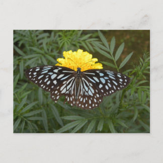 Briefkaart van vlinder