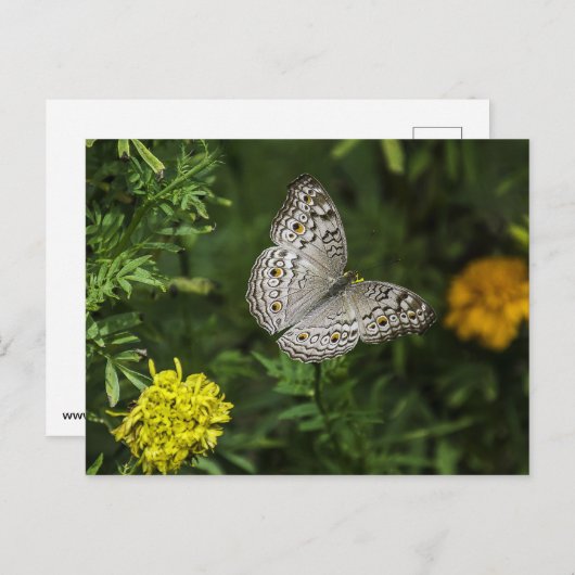 Briefkaart van vlinder (Voorkant / Achterkant)