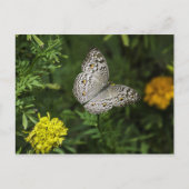 Briefkaart van vlinder (Voorkant)